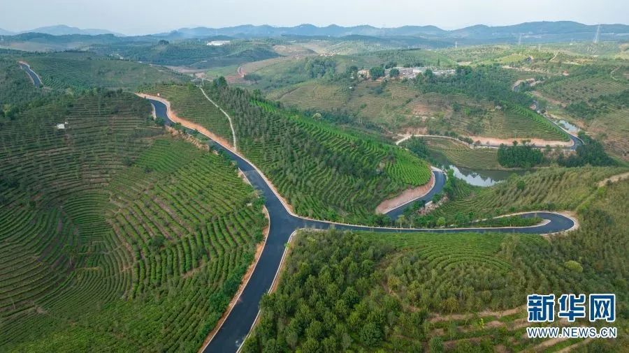 普洱大渡岗万亩茶园介绍，云南大渡岗乡拥有广阔的茶园，种植着优质的茶叶。