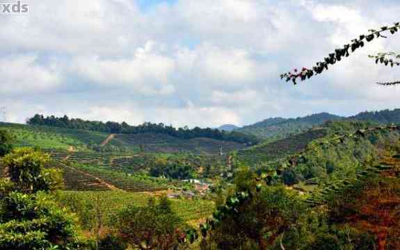 普洱大渡岗万亩茶园介绍，云南大渡岗乡拥有广阔的茶园，种植着优质的茶叶。