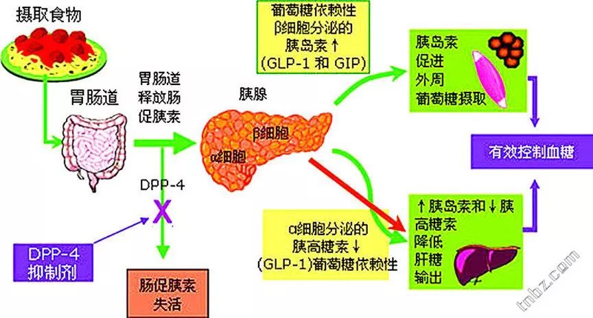 肌酐高怎么降？喝什么茶可以有效降低肌酐？探讨多种方法与推荐茶叶