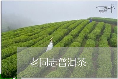 老同志普洱茶是什么香型