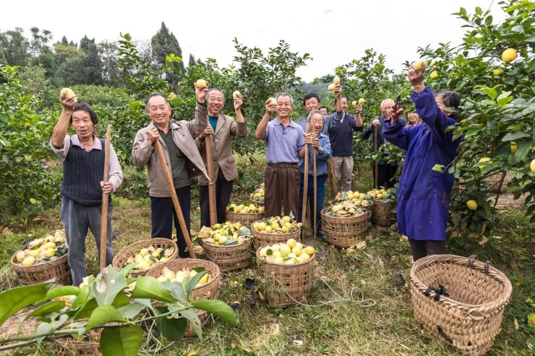 邻里手打柠檬茶：是否含有香精？如何制作无香精的柠檬茶？