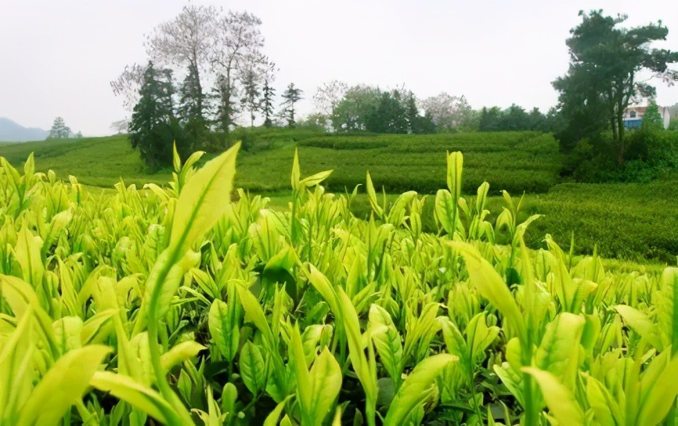 孕妇适量饮茶的好处与注意事项：了解茶叶对孕妇的影响及合适的饮用方式