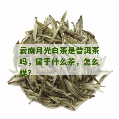 月光白普洱茶：究竟是白茶还是普洱茶？解答你所关心的所有问题