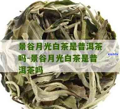 月光白普洱茶：究竟是白茶还是普洱茶？解答你所关心的所有问题