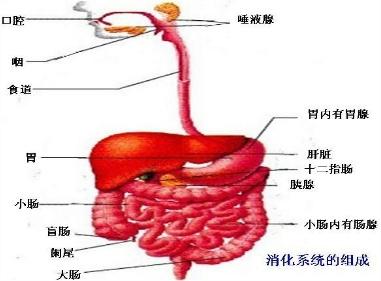 喝茶后就想大便为什么：探讨消化系统与茶叶的影响机制