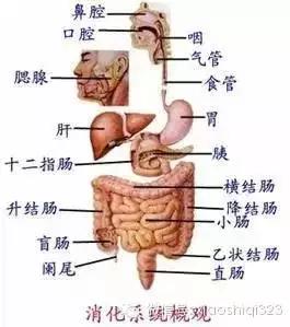 喝茶后就想大便为什么：探讨消化系统与茶叶的影响机制