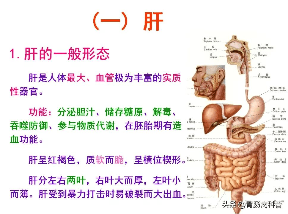 喝茶后就想大便为什么：探讨消化系统与茶叶的影响机制