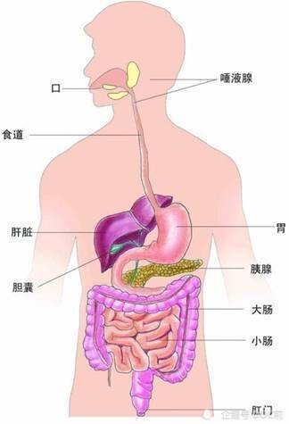 喝茶后就想大便为什么：探讨消化系统与茶叶的影响机制