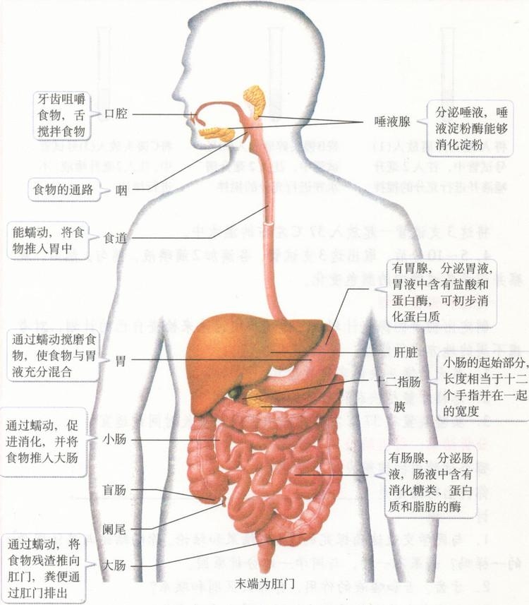 喝茶后就想大便为什么：探讨消化系统与茶叶的影响机制