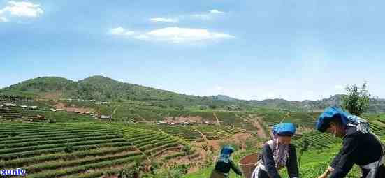 景迈联茶园：探索世界顶级的中国普洱茶叶种植与品鉴之旅