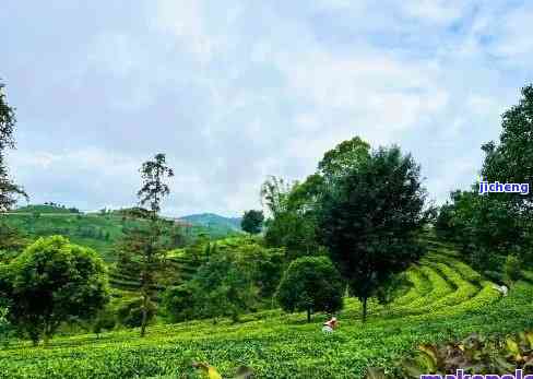 景迈联茶园：探索世界顶级的中国普洱茶叶种植与品鉴之旅