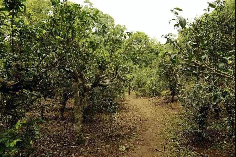 景迈联茶园：探索世界顶级的中国普洱茶叶种植与品鉴之旅