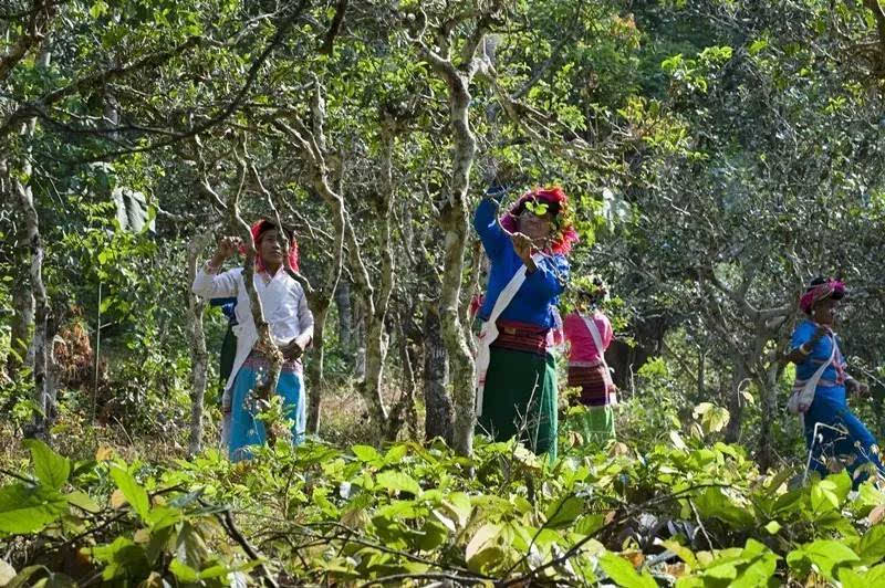 景迈联茶园：探索世界顶级的中国普洱茶叶种植与品鉴之旅