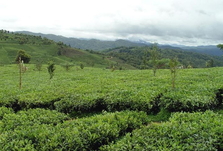 能治百病的普洱茶膏：作用、好吗？