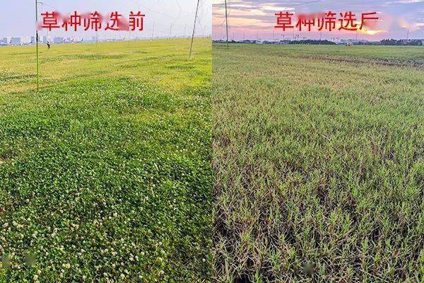 306龙垦豆种：品种特点、种植技巧、收获时间与保存方法全面解析