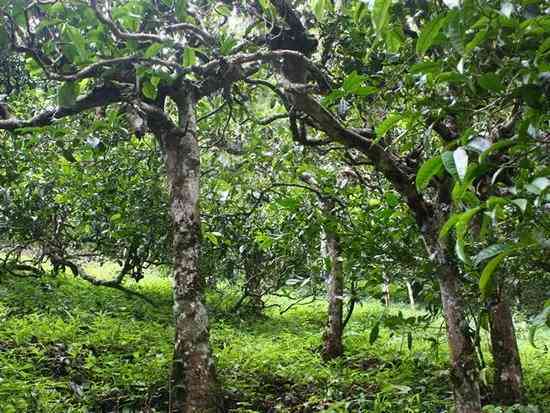 探究普洱茶各山头的风味特点与品质区别：从古树茶到大叶种茶