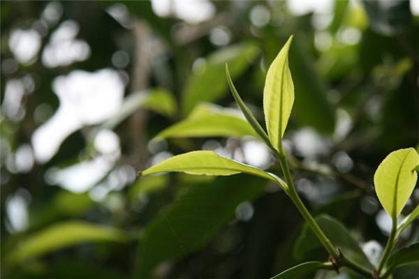 各山头普洱茶价格排名