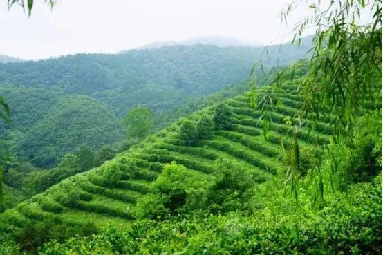 各山头普洱茶价格排名