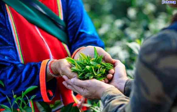 普洱茶的传统节日及其风俗惯：全面了解普洱茶文化的庆典与传统