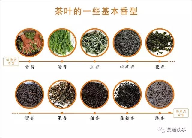 东华禅茶是什么茶：茶叶种类、茶种和价格全解析