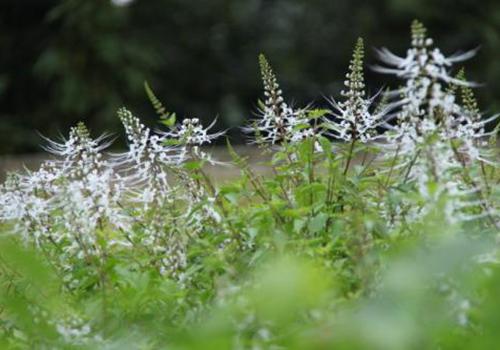 肾茶的药性是：寒、凉、热，完整的药性特征及中草药特性解析