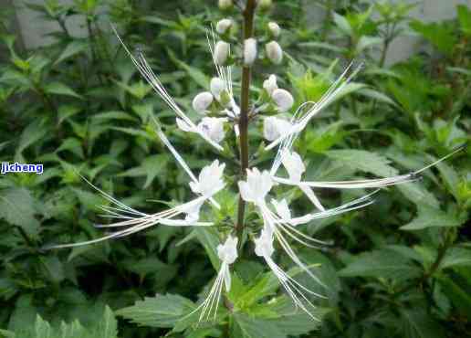 肾茶的药性是：寒、凉、热，完整的药性特征及中草药特性解析