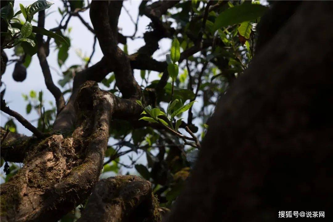 树龄大的普洱茶就是好茶吗？对吗？