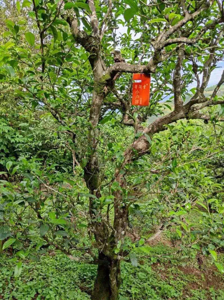 普洱茶小户赛：揭秘云南古树茶的魅力与区别