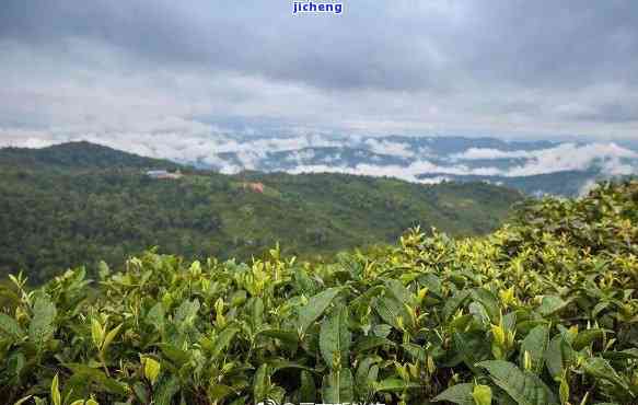 云南普洱茶：探索知名茶山的魅力与风味