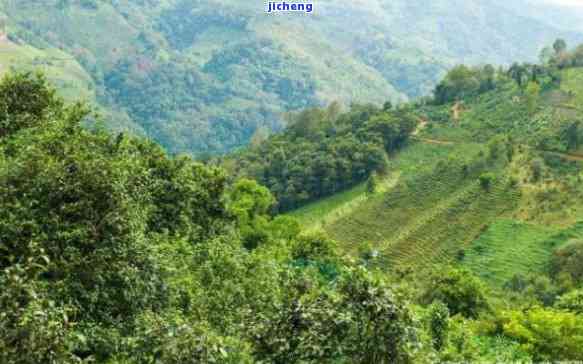 普洱茶茶山排名前十大名山：知名普洱茶山排行，权威普洱茶山榜单