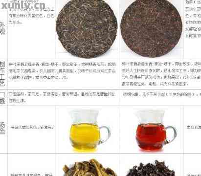 普洱茶、毛茶：两种茶叶的区别与比较，让你全面了解它们的特性与口感