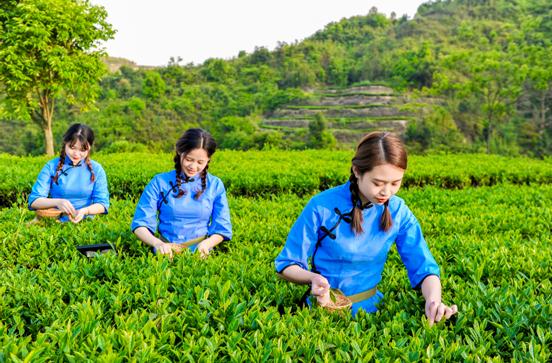 百色特色茶叶：探索与传承的味觉之旅