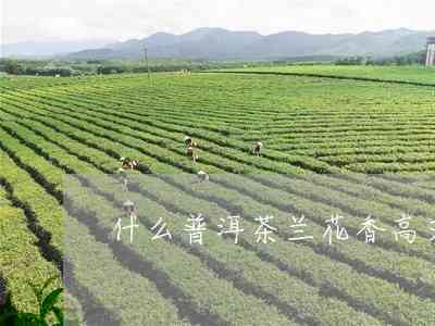 普洱茶每亩产量：影响因素、种植技术与收益分析