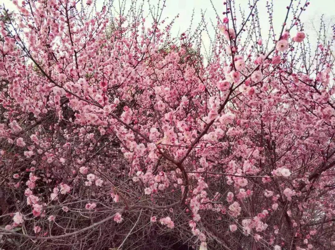 恒小花宽限期是多少天