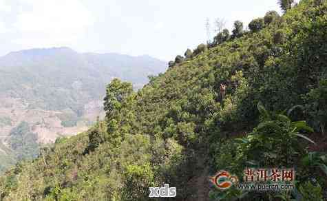 新 '揭秘茶运网的普洱茶：源自名山古寺，品味历风华'