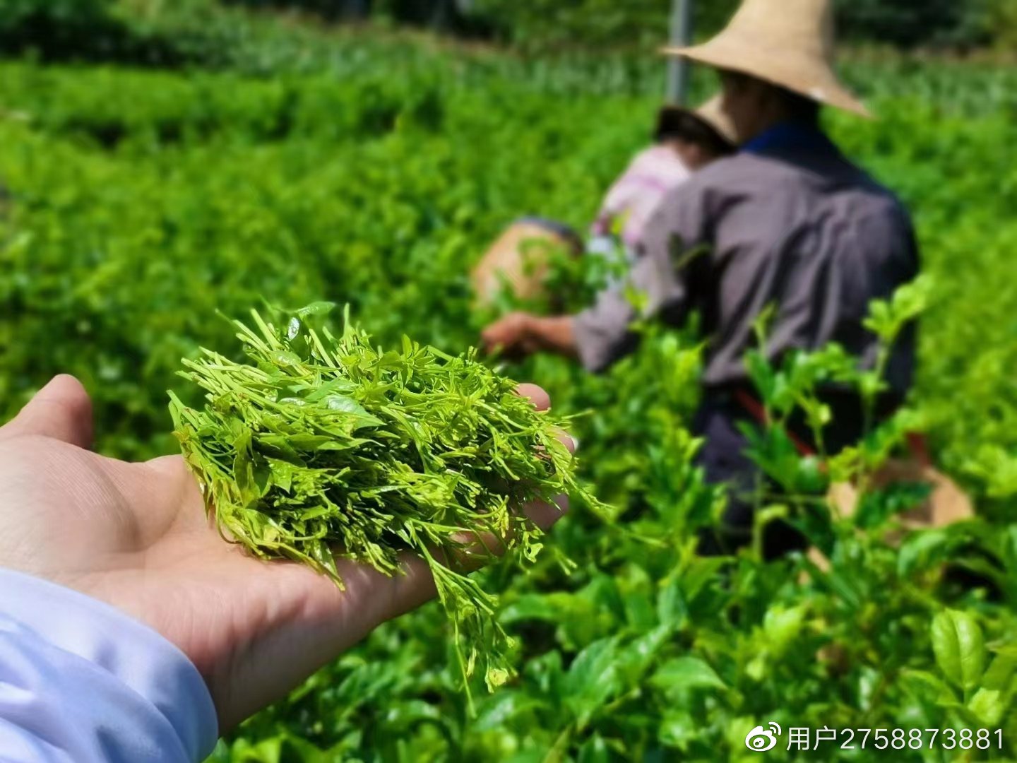 张家界莓茶：口感、功效、泡法与品鉴全解析