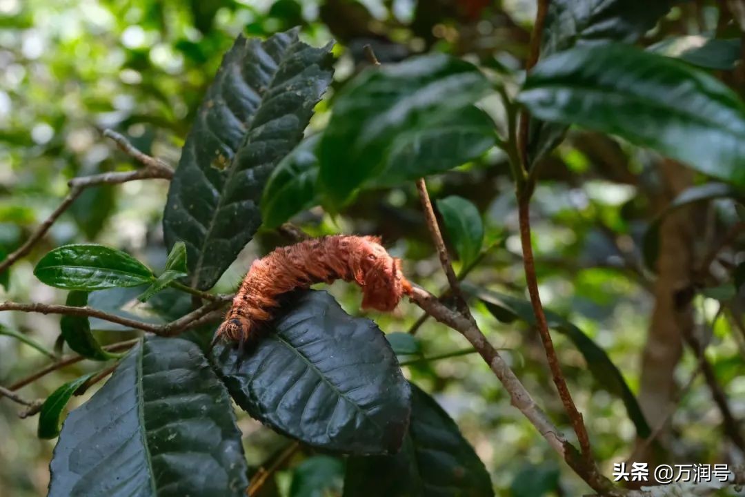 全面解析美茶号普洱茶的品质与特点，解答您的所有疑问