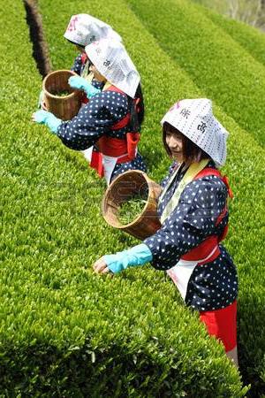 昆明普洱茶中心：创业机遇与文化体验的理想之地