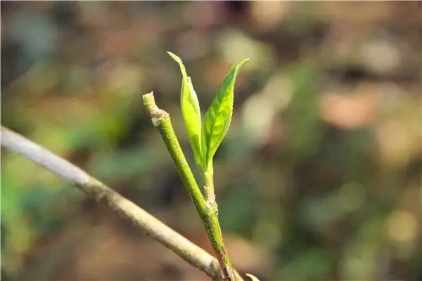 古树春芽多少钱-古树春芽多少钱一斤