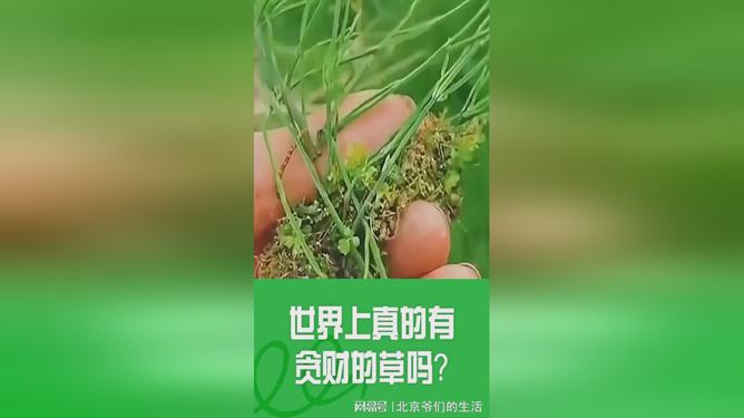 草膦对茶叶有影响吗-草膦对茶叶有影响吗知乎