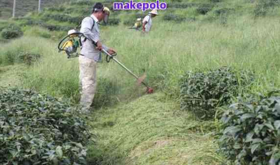 草膦对茶叶有影响吗-草膦对茶叶有影响吗知乎