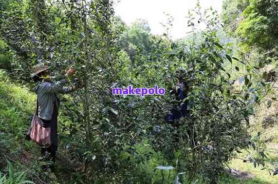 草膦除草剂对茶叶有危害吗？是否伤茶树和茶？