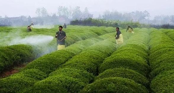 草膦除草剂对茶叶有危害吗？是否伤茶树和茶？