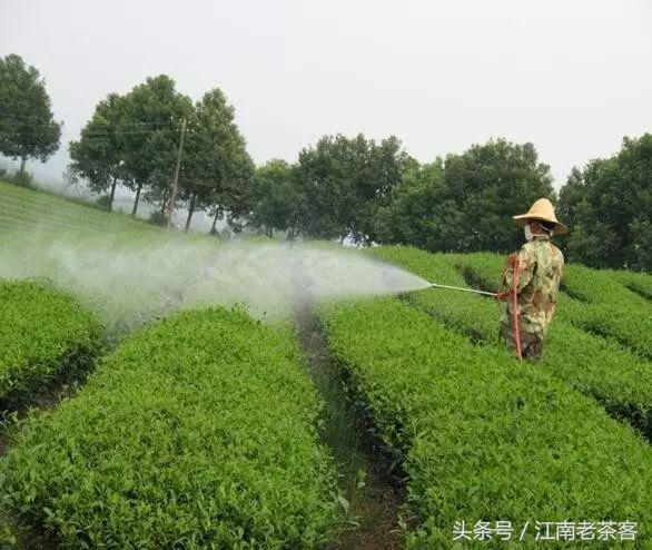 草膦对茶树的性：会杀死茶树吗？