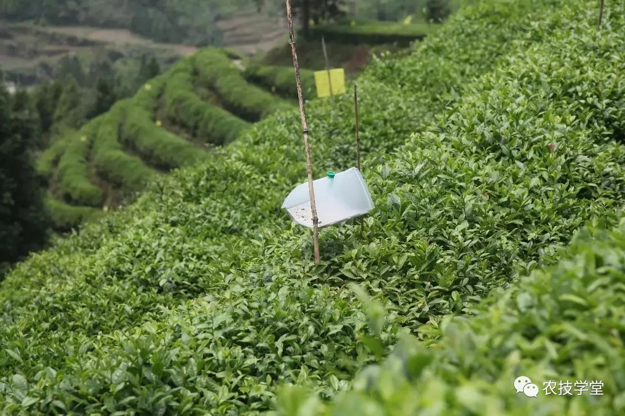 草膦对茶树的性：会杀死茶树吗？