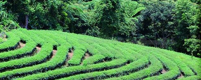 草膦对茶树的性：会杀死茶树吗？