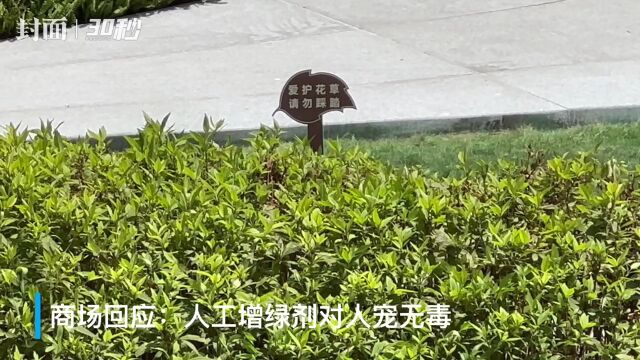 草膦对茶树的性：会杀死茶树吗？