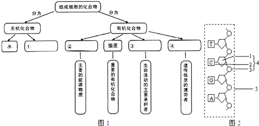 探究和田玉水线的物质构成及其结构与构造关系