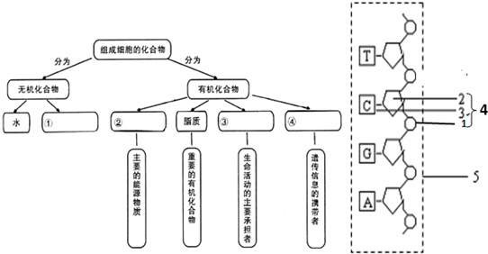 探究和田玉水线的物质构成及其结构与构造关系