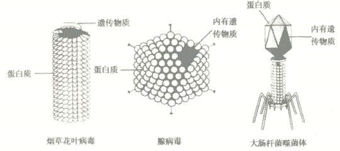 探究和田玉水线的物质构成及其结构与构造关系